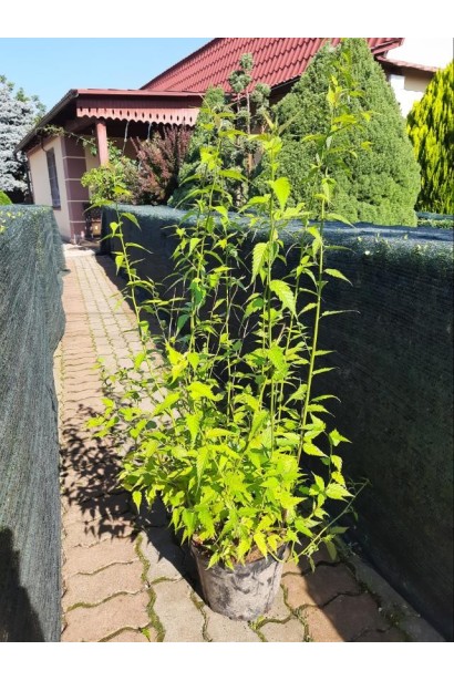 Керія японська Пленіфлора - 112л/вис.90-110см/Ø50-60см